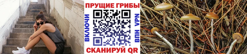 МЕГА сайт  Южно-Сухокумск  Галлюциногенные грибы Psilocybine cubensis 